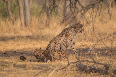 Side view of a cat on land