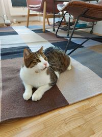 Cat sitting on chair at home