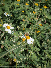 Butterfly pollinating on yellow flower