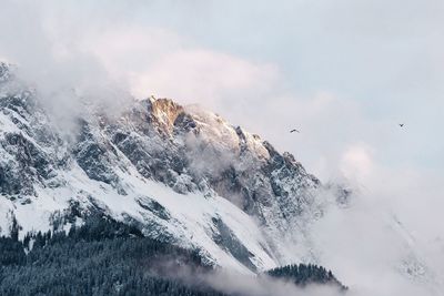 Low angle view of bird flying against sky during winter