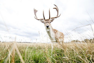 Portrait of deer standing on field