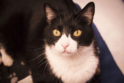 Close-up portrait of cat at home