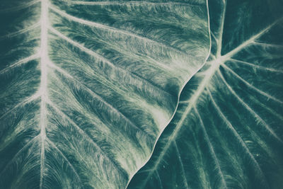 Full frame shot of palm leaf