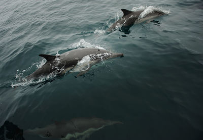 High angle view of birds swimming in sea