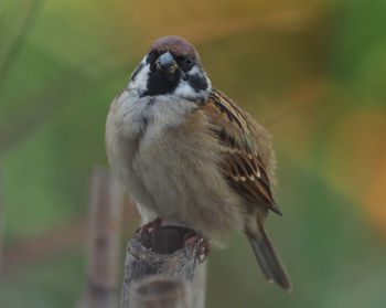 Close-up of bird perching on tree