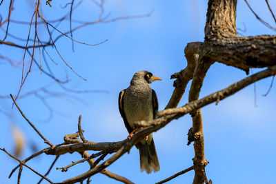 Low angle view of bird perching on branch against sky