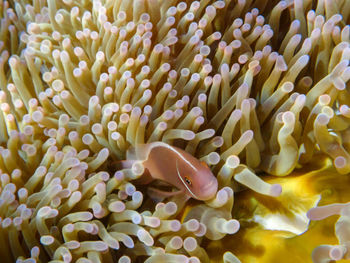 Close-up of fish in sea