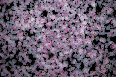 Close-up of pink flower