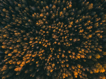 Low angle view of flowering plants