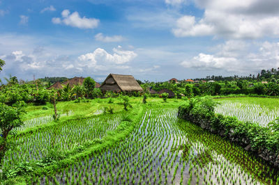 Scenic view of rice field against sky