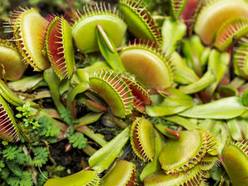 Venus flytrap or dionaea muscipula, close up photo of carnivorous plant.