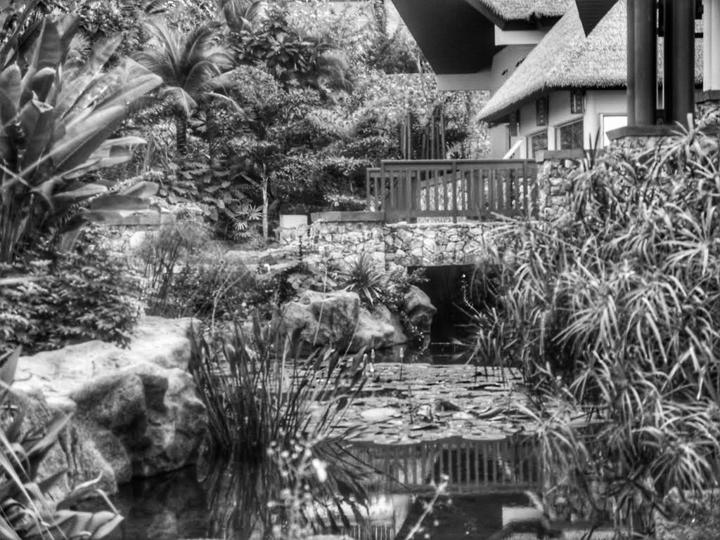 PLANTS AND TREES BY LAKE AGAINST HOUSE