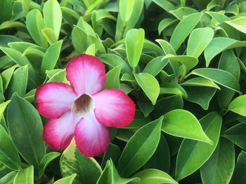 Close-up of pink flowering plant