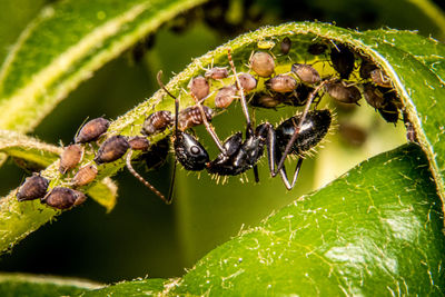 Close-up of insect on plant