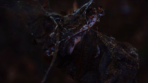 Close-up of tree trunk against rocky surface