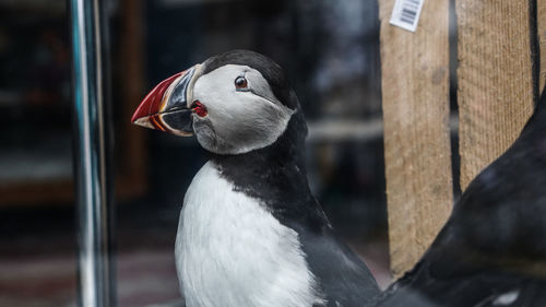 Stuffed puffin bird cute bird in iceland