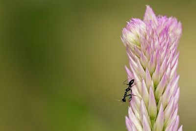 Close-up of insect on purple flower