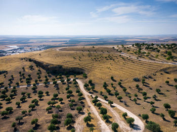 Olive field with a path in the middle in aerial view from drone in andalucia, spain