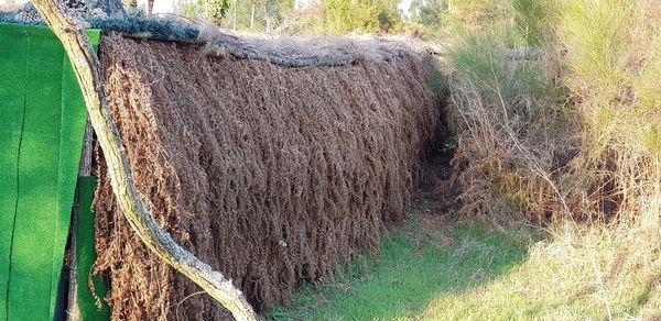 High angle view of tree trunk on field