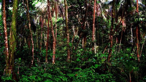 Trees in forest