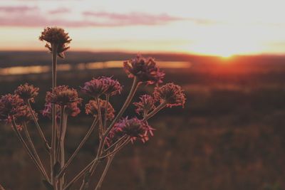 Close-up of flowering plant on field against sky during sunset