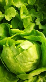 Close-up of green leaf