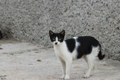 Portrait of cat standing outdoors