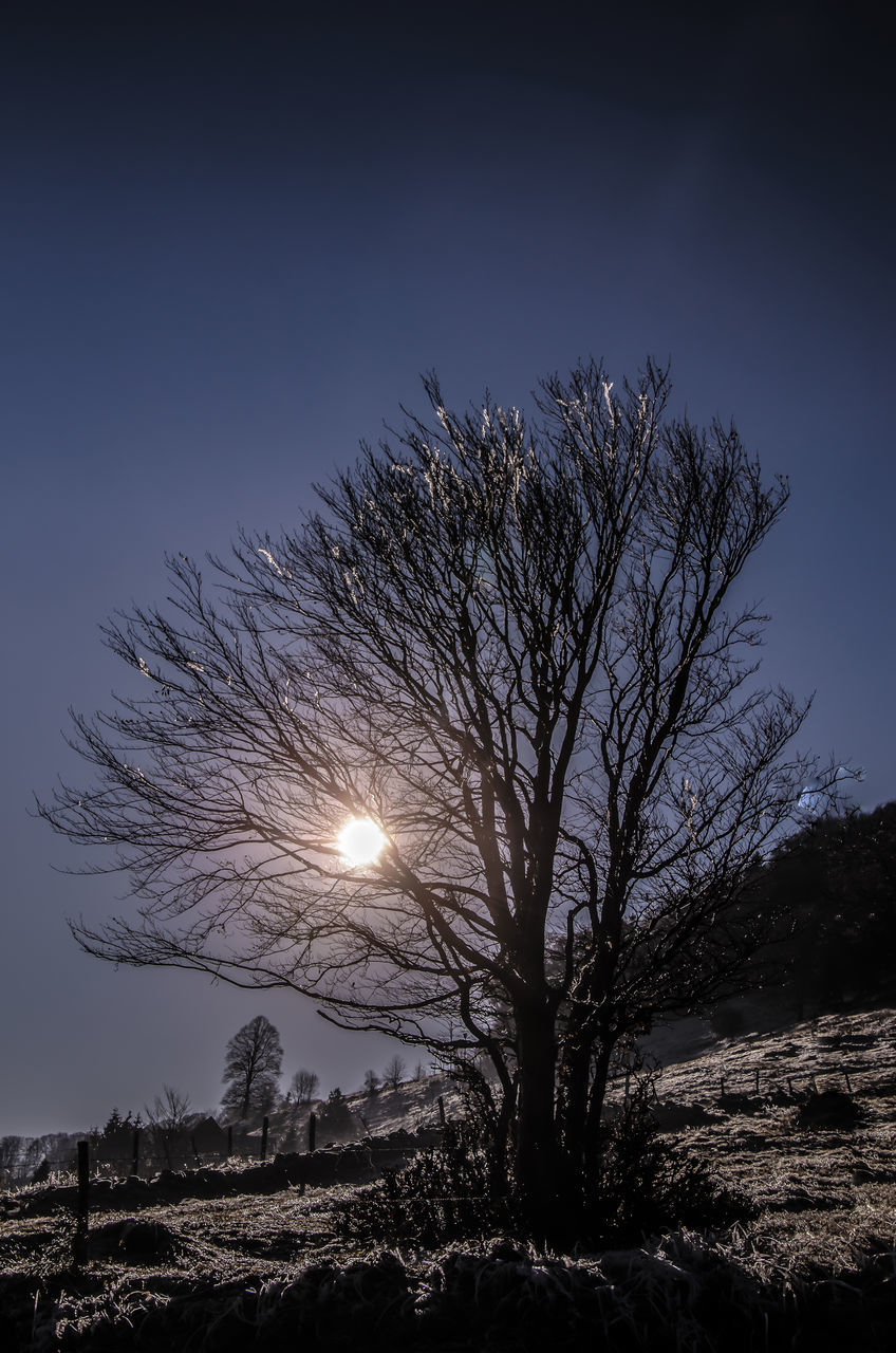 TREES AGAINST SKY DURING SUNSET