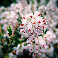 Close-up of white flowers