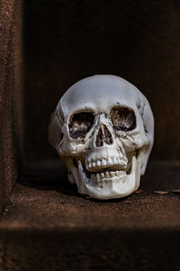 Close-up of human skull