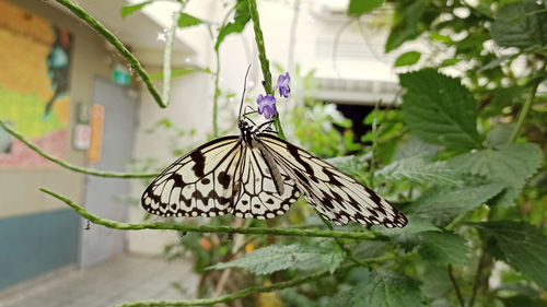 Close-up of butterfly pollinating flower