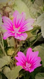 High angle view of pink flowering plant