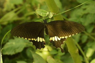 Close-up of butterfly on leaf