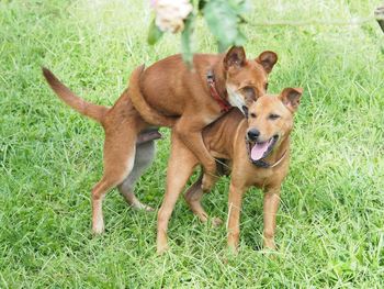 View of dogs on grassy field