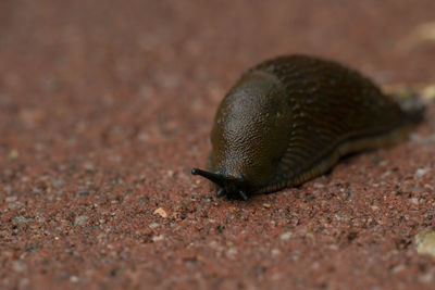 Slug on stone ground