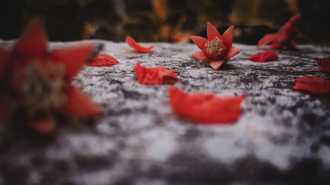 CLOSE-UP OF RED MAPLE LEAVES ON PLANT DURING AUTUMN