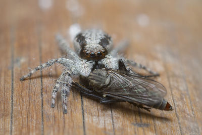 Close-up of spider on wood