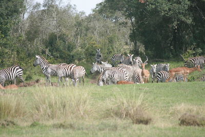 Giraffe grazing in forest
