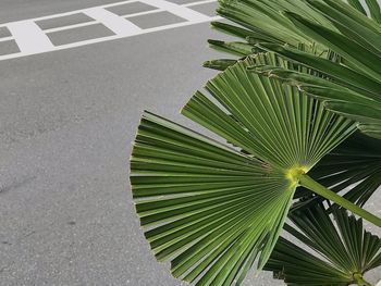 Close-up of palm leaf