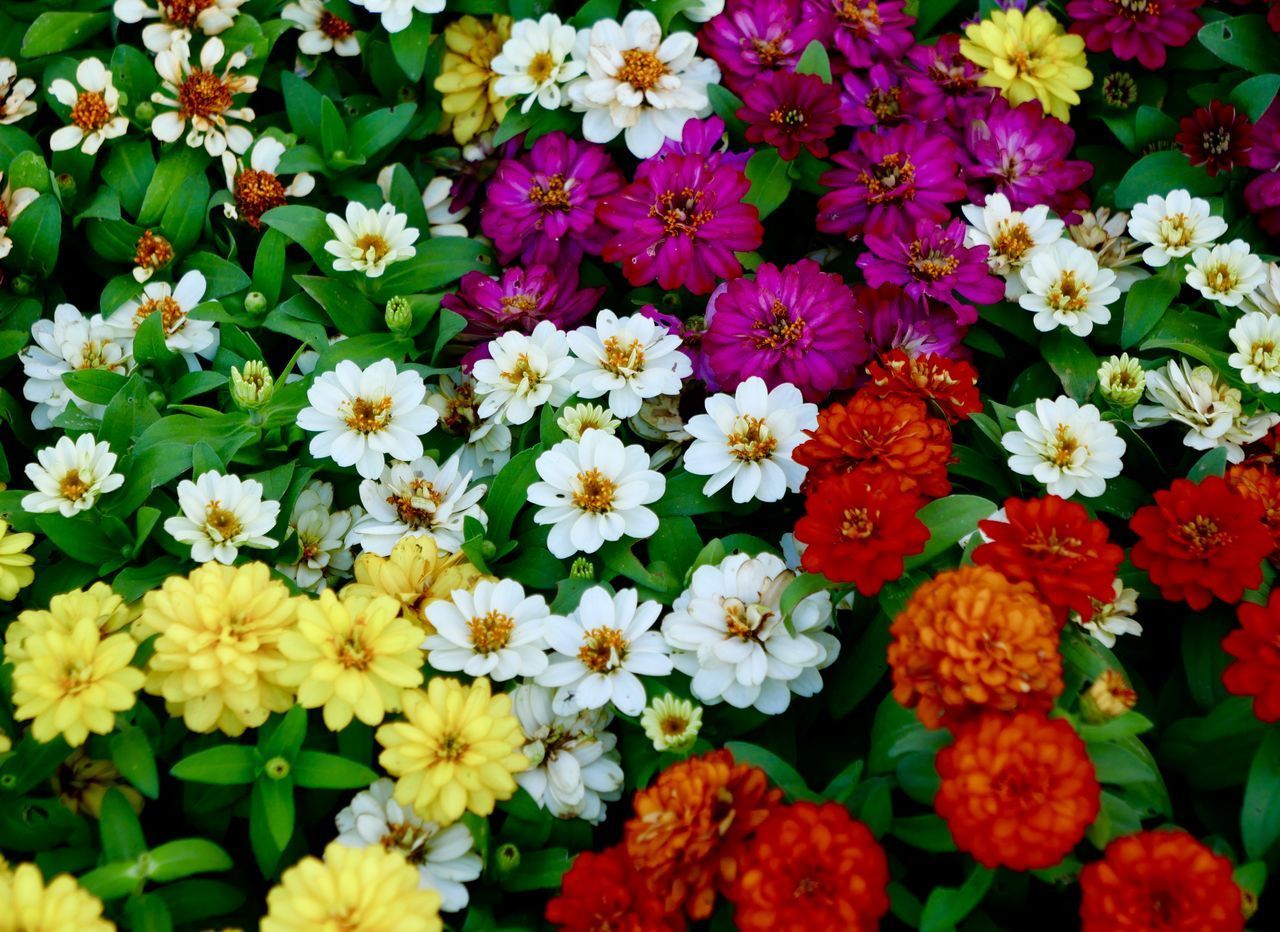 HIGH ANGLE VIEW OF MULTI COLORED DAISIES