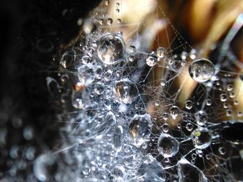 Close-up of spider on web