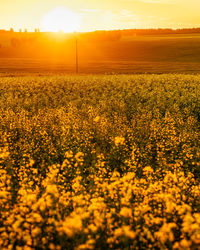 Scenic view of field against sky during sunset