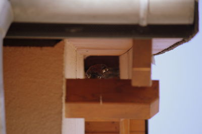 Bird perching on roof