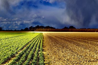 Scenic view of agricultural field against sky