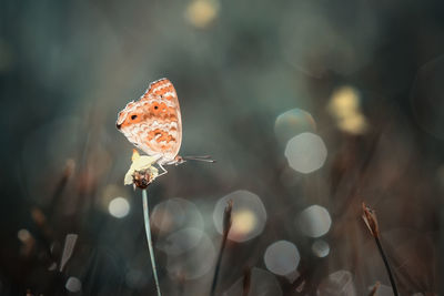 Close-up of flowering plant against blurred background