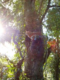 Low angle view of trees in forest