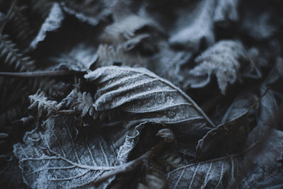 Full frame shot of frosted leaves