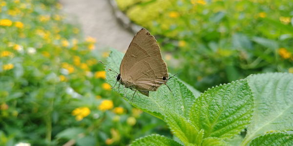 Close-up of butterfly pollinating on flower