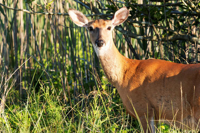 Portrait of deer standing on field