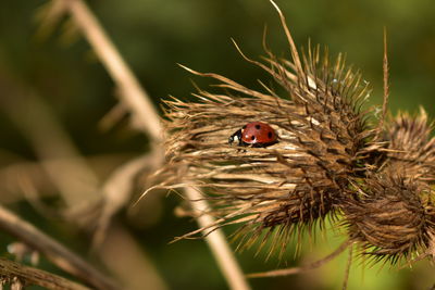 Close-up of ladybug on dried plant
